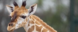 Preview wallpaper giraffe, animal, wildlife, blur