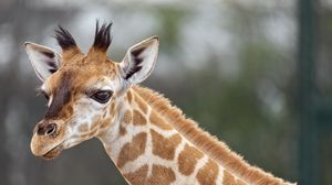 Preview wallpaper giraffe, animal, wildlife, blur