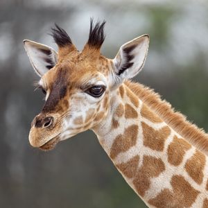 Preview wallpaper giraffe, animal, wildlife, blur