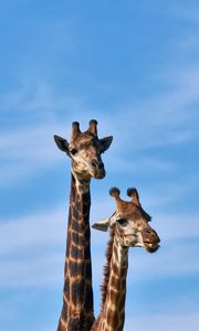 Preview wallpaper giraffe, animals, long neck