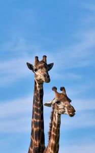 Preview wallpaper giraffe, animals, long neck