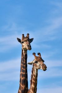 Preview wallpaper giraffe, animals, long neck