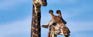 Preview wallpaper giraffe, animals, long neck