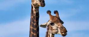Preview wallpaper giraffe, animals, long neck