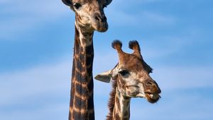 Preview wallpaper giraffe, animals, long neck