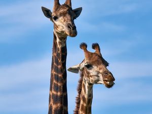 Preview wallpaper giraffe, animals, long neck