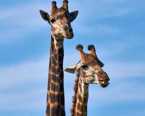 Preview wallpaper giraffe, animals, long neck