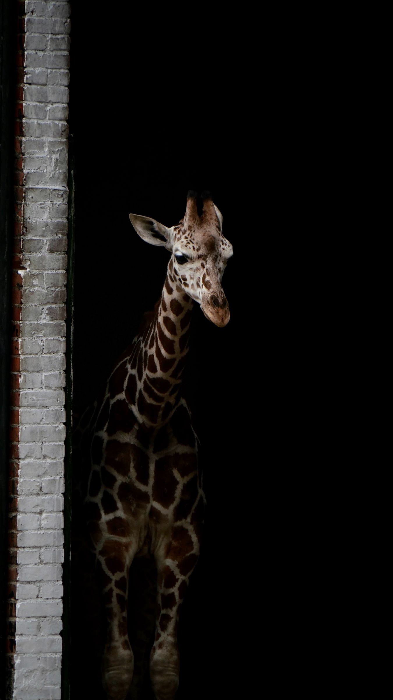 Hello I am giraffe animal blue sky giraffe high long long neck  looking HD phone wallpaper  Peakpx