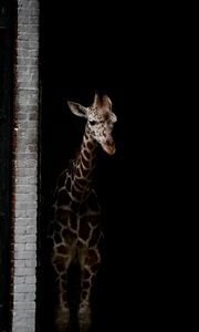 Preview wallpaper giraffe, animals, spots, dark