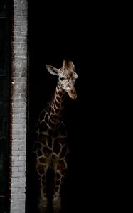 Preview wallpaper giraffe, animals, spots, dark