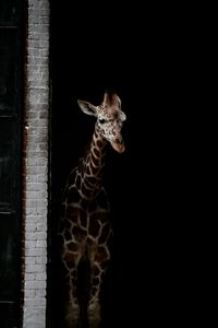 Preview wallpaper giraffe, animals, spots, dark