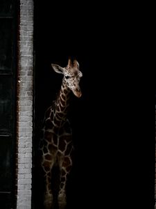 Preview wallpaper giraffe, animals, spots, dark