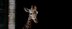 Preview wallpaper giraffe, animals, spots, dark