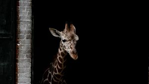 Preview wallpaper giraffe, animals, spots, dark