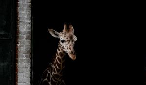 Preview wallpaper giraffe, animals, spots, dark