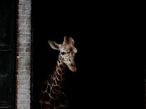 Preview wallpaper giraffe, animals, spots, dark