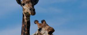 Preview wallpaper giraffe, animals, spots, neck