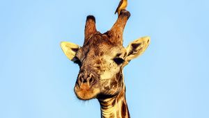 Preview wallpaper giraffe, bird, animals, wildlife, sky