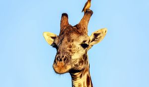 Preview wallpaper giraffe, bird, animals, wildlife, sky