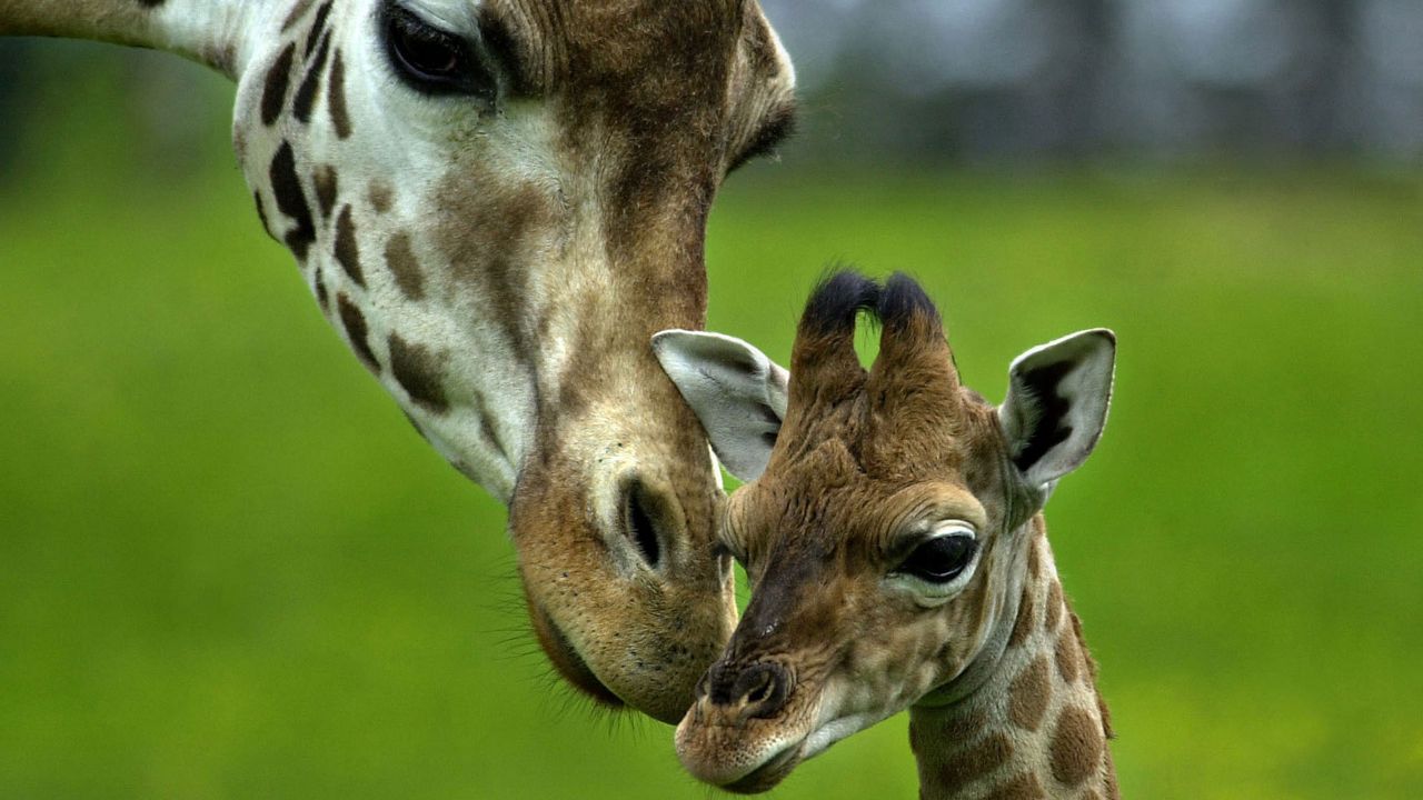 Wallpaper giraffe, caring, young, head, spotted