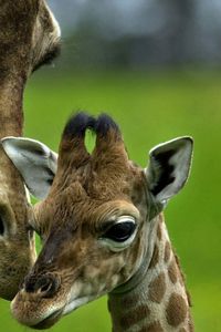 Preview wallpaper giraffe, caring, young, head, spotted