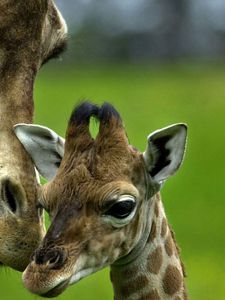 Preview wallpaper giraffe, caring, young, head, spotted