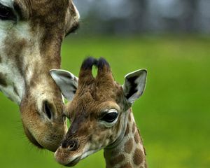 Preview wallpaper giraffe, caring, young, head, spotted