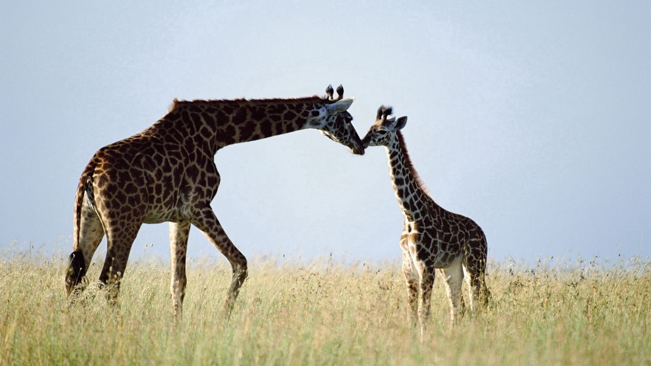 Wallpaper giraffe, couple, grass, care