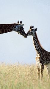 Preview wallpaper giraffe, couple, grass, care