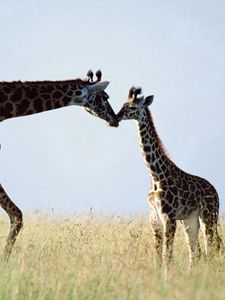 Preview wallpaper giraffe, couple, grass, care