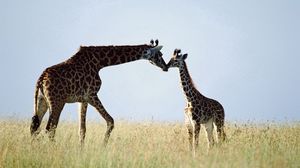 Preview wallpaper giraffe, couple, grass, care