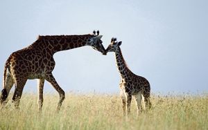 Preview wallpaper giraffe, couple, grass, care