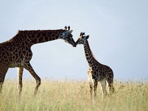 Preview wallpaper giraffe, couple, grass, care