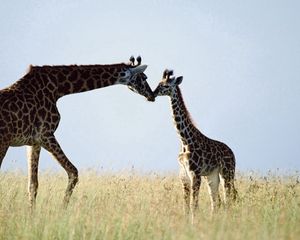 Preview wallpaper giraffe, couple, grass, care