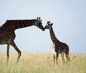 Preview wallpaper giraffe, couple, grass, care