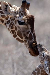 Preview wallpaper giraffe, cub, care, head