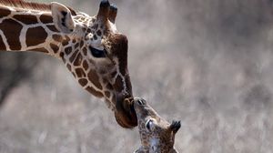 Preview wallpaper giraffe, cub, care, head