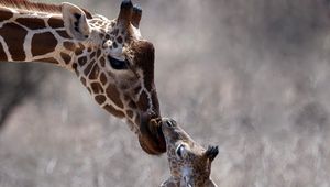 Preview wallpaper giraffe, cub, care, head