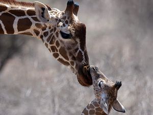 Preview wallpaper giraffe, cub, care, head