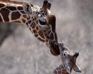 Preview wallpaper giraffe, cub, care, head