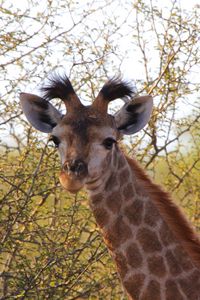 Preview wallpaper giraffe, ears, spotted