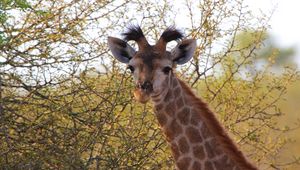 Preview wallpaper giraffe, ears, spotted