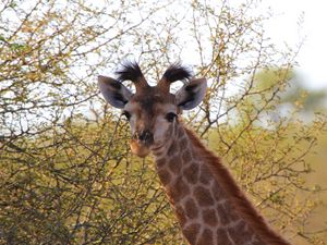 Preview wallpaper giraffe, ears, spotted