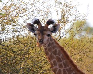 Preview wallpaper giraffe, ears, spotted