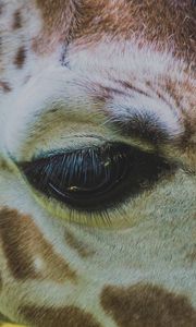 Preview wallpaper giraffe, eye, muzzle