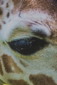 Preview wallpaper giraffe, eye, muzzle