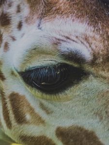 Preview wallpaper giraffe, eye, muzzle