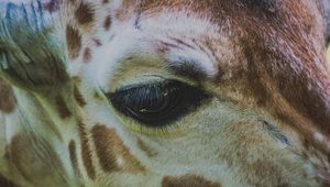 Preview wallpaper giraffe, eye, muzzle