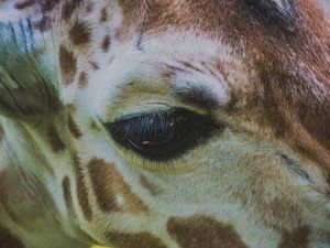 Preview wallpaper giraffe, eye, muzzle