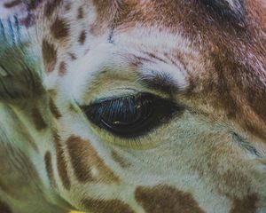 Preview wallpaper giraffe, eye, muzzle